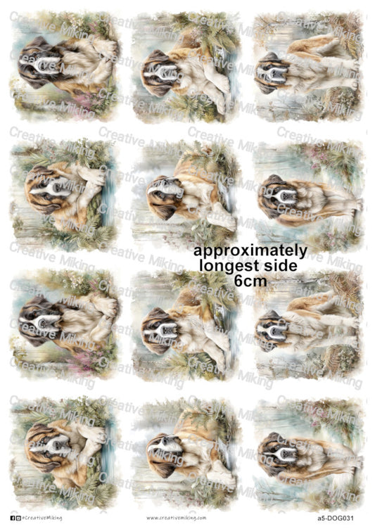 DOG031 - Saint Bernard