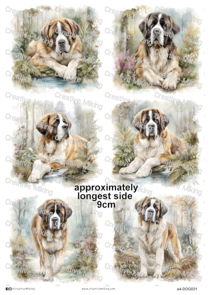 DOG031 - Saint Bernard