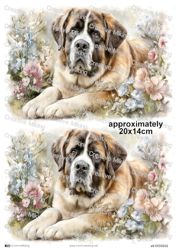 DOG032 - Saint Bernard