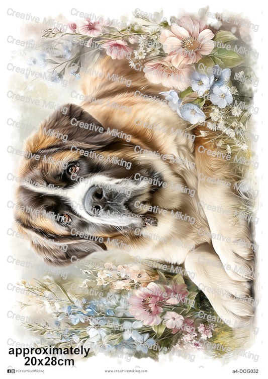 DOG032 - Saint Bernard