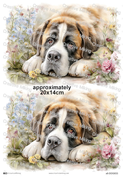 DOG033 - Saint Bernard