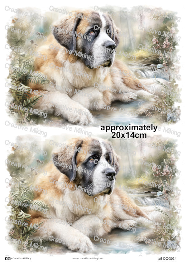 DOG034 - Saint Bernard