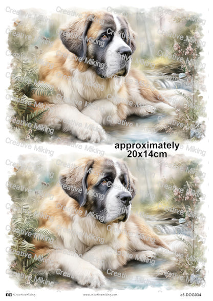 DOG034 - Saint Bernard