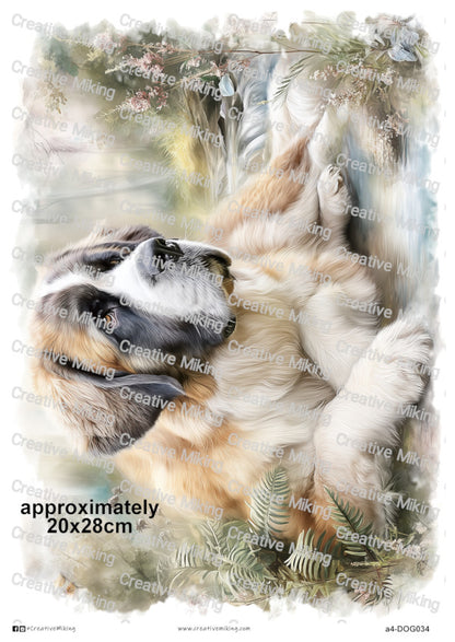 DOG034 - Saint Bernard