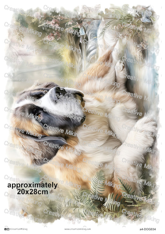 DOG034 - Saint Bernard