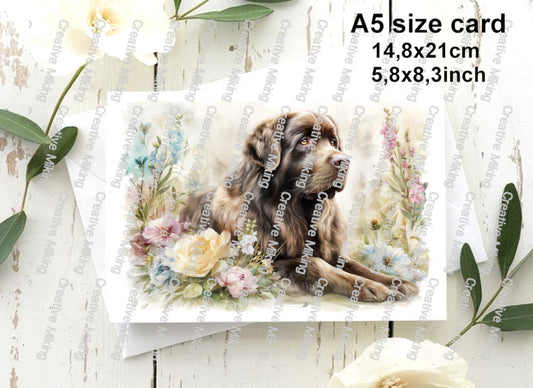 DOG035 - Newfoundland