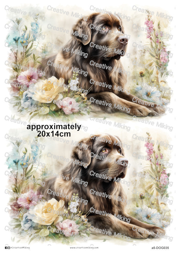 DOG035 - Newfoundland