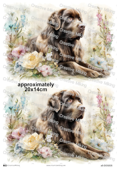 DOG035 - Newfoundland