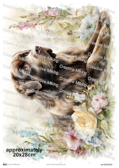 DOG035 - Newfoundland