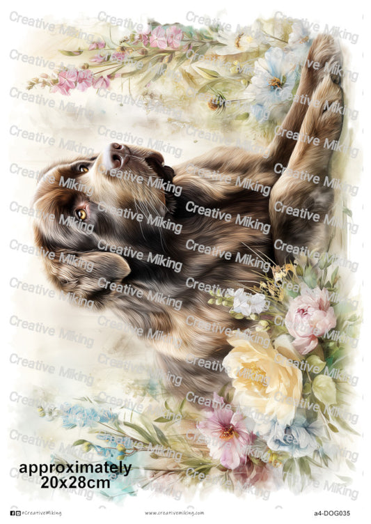 DOG035 - Newfoundland