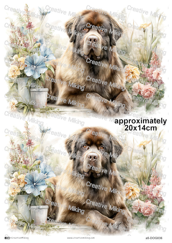 DOG036 - Newfoundland