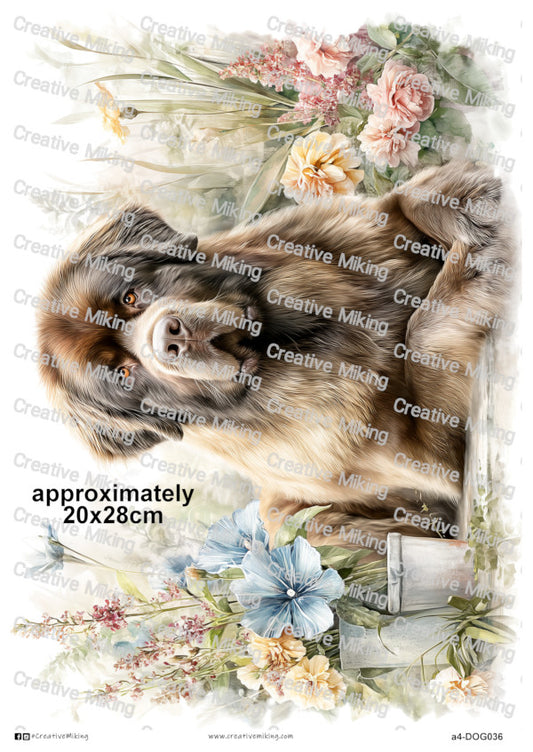 DOG036 - Newfoundland