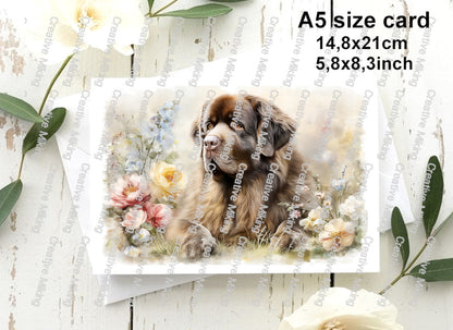 DOG037 - Newfoundland