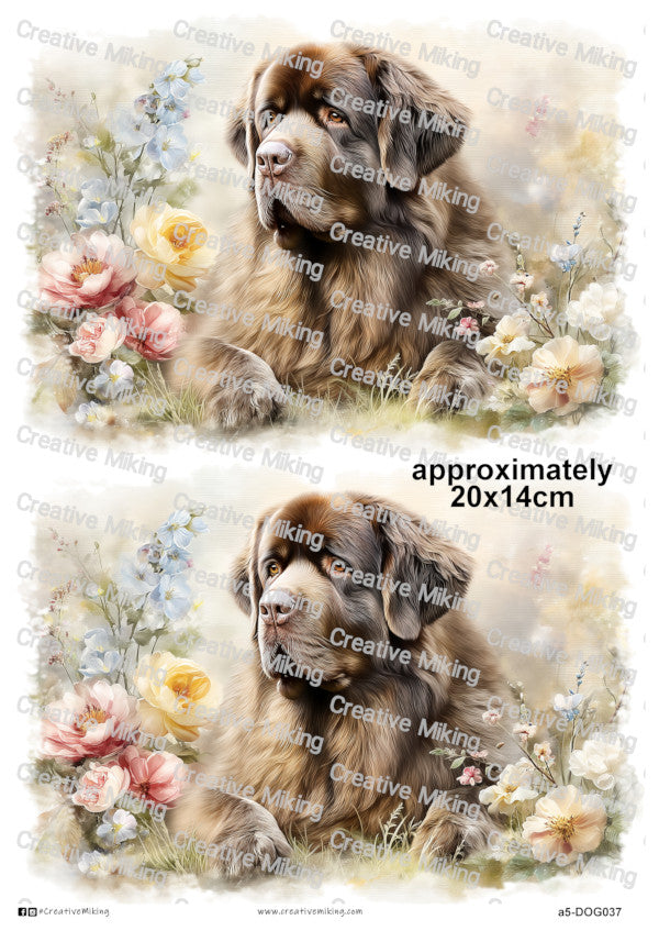 DOG037 - Newfoundland