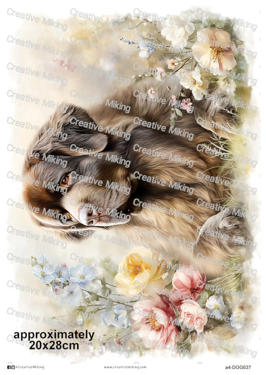 DOG037 - Newfoundland