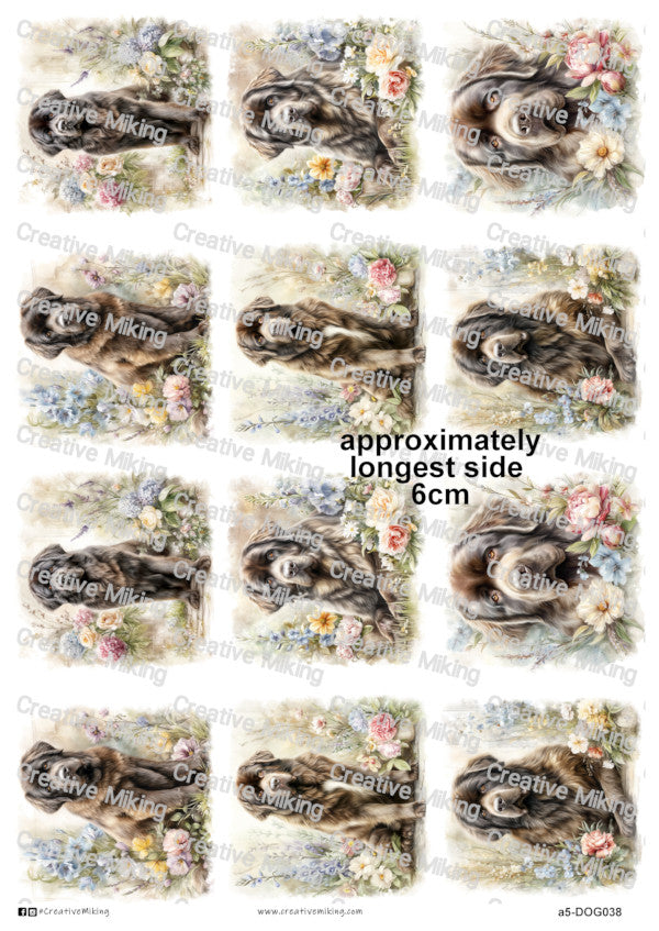 DOG038 - Newfoundland