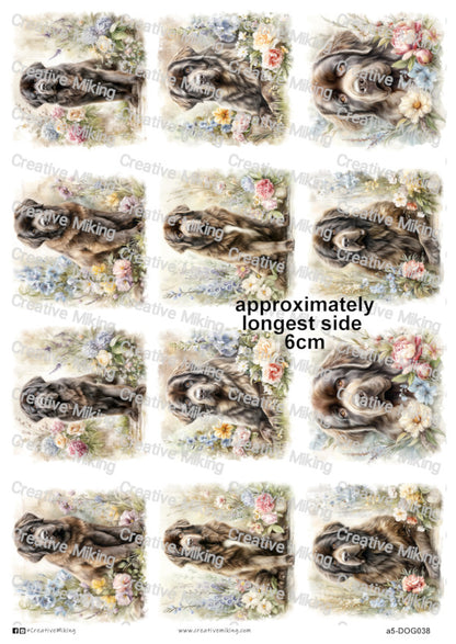 DOG038 - Newfoundland