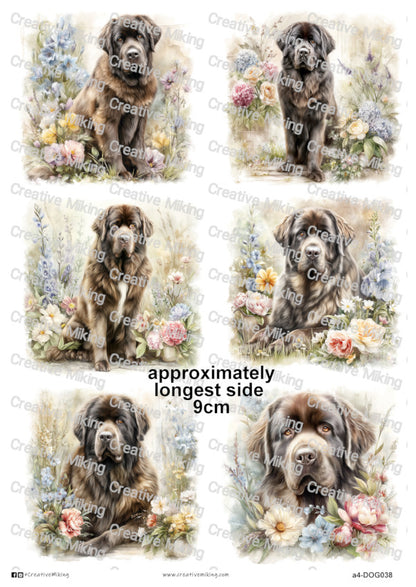 DOG038 - Newfoundland