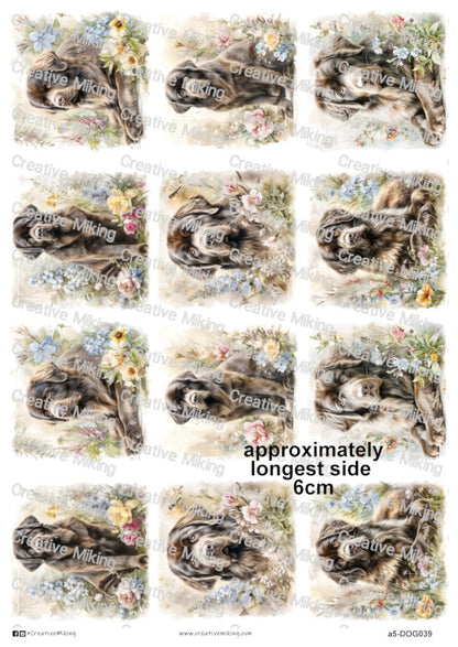 DOG039 - Newfoundland