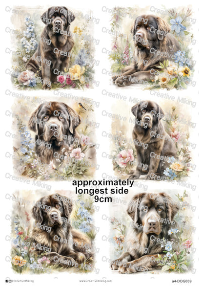 DOG039 - Newfoundland