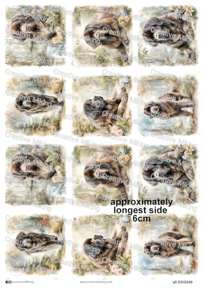 DOG040 - Newfoundland