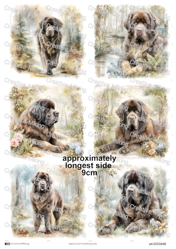 DOG040 - Newfoundland