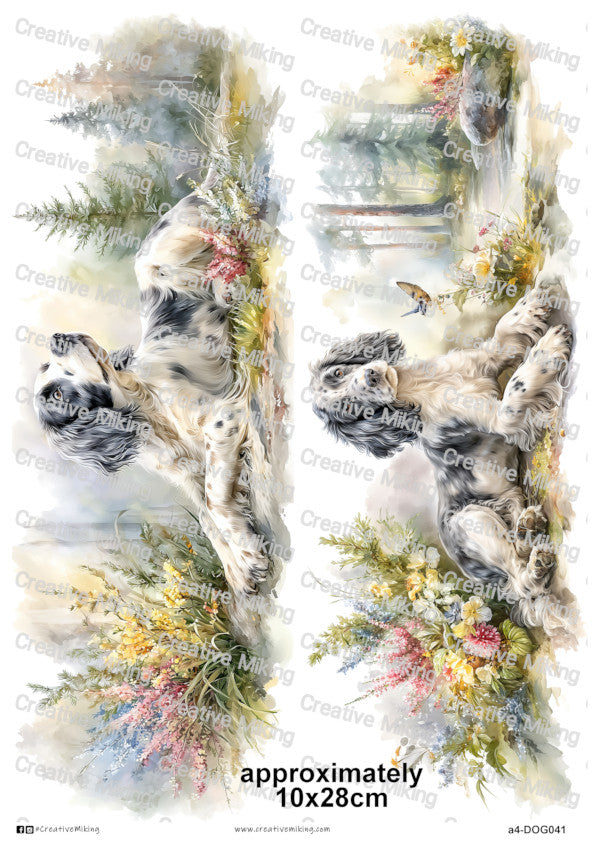 DOG041 - Cocker Spaniel