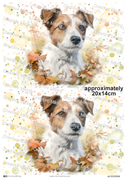 DOG044 - Jack Russell