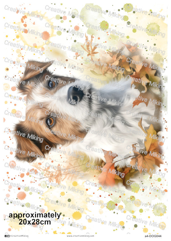 DOG044 - Jack Russell