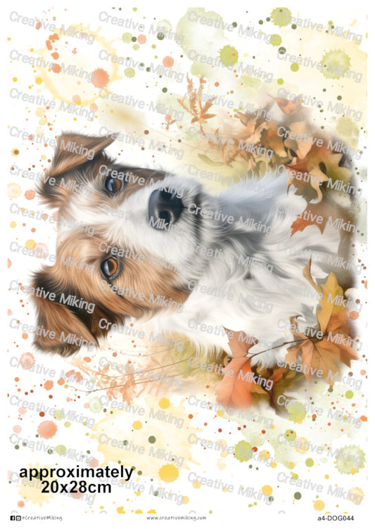 DOG044 - Jack Russell