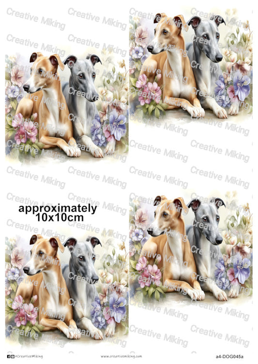 DOG045a - Whippet