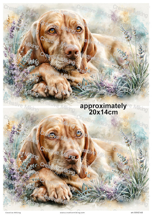 Vizsla Dog Decoupage Rice Paper | DOG145