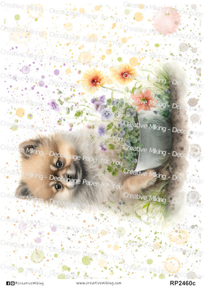 RP2460c - Pomeranian