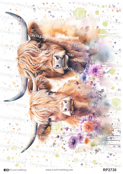 RP2738 - Highland Cows