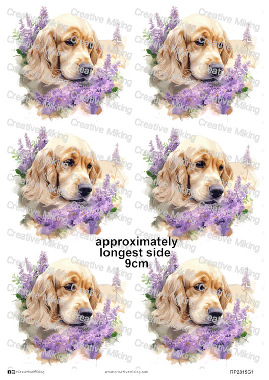 RP2815g1 - Cocker Spaniel