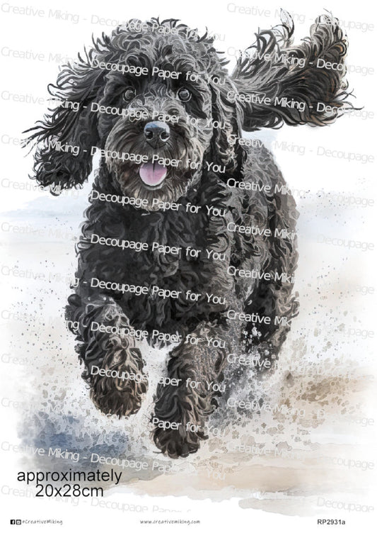 Cockapoo – Creative Miking