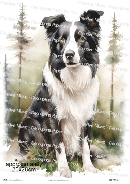Border Collie Dog in Woodland Meadow Decoupage Paper | RP2935b
