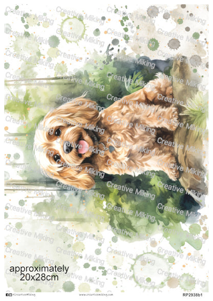 RP2938b1 - Cavapoo