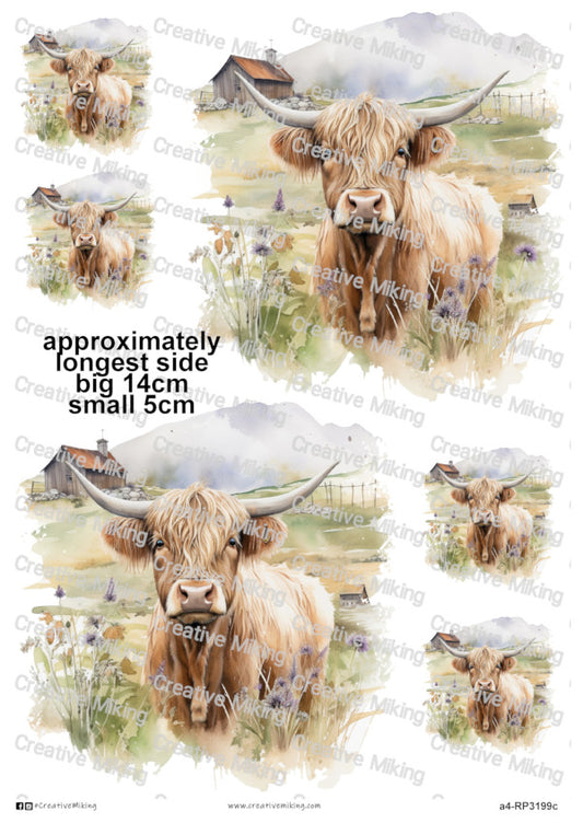 RP3199c - Highland Cow