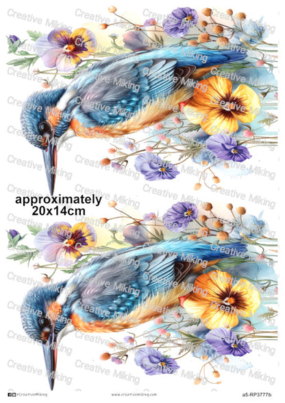 RP3777b - Kingfisher