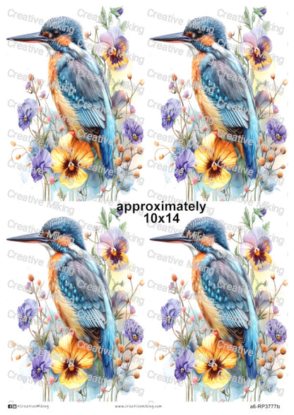 RP3777b - Kingfisher