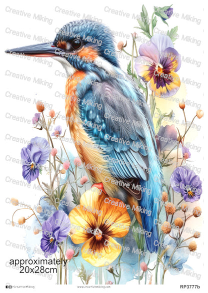 RP3777b - Kingfisher