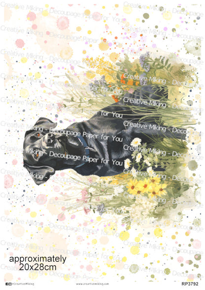 Black Labrador Retriever Dog Watercolor Splashes Decoupage Rice Paper | RP3792
