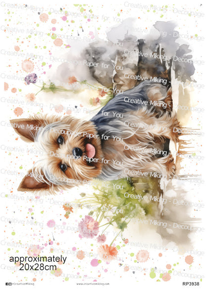RP3938 - Yorkshire Terrier