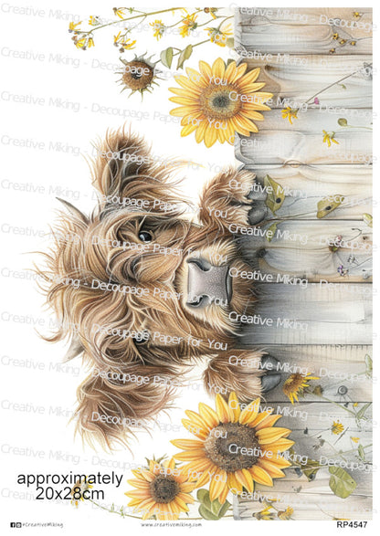 Highland Cow Peeking Over Fence With Sunflowers Decoupage Rice Paper | RP4547