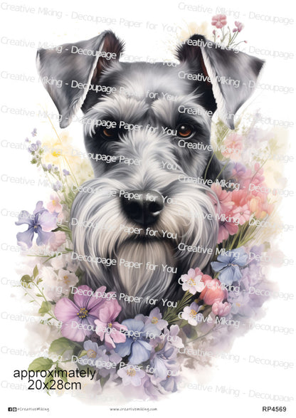 RP4569 - Schnauzer