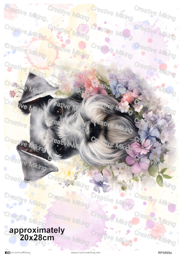 RP4569a - Schnauzer