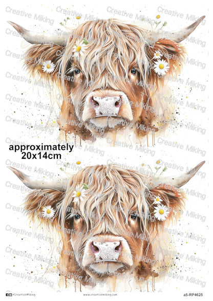 RP4625 - Highland Cow with Daisies