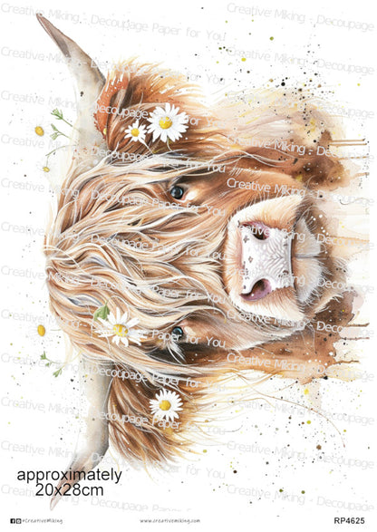 RP4625 - Highland Cow with Daisies