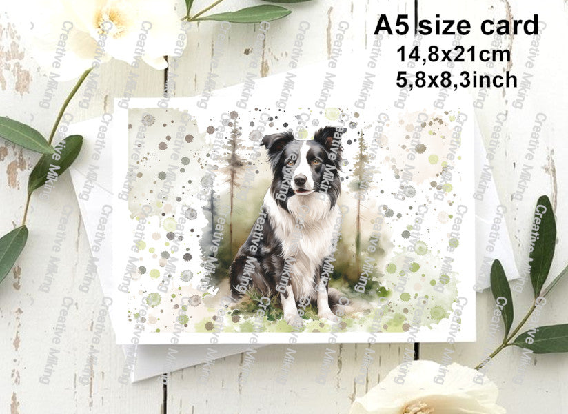 RP4639 - Border Collie